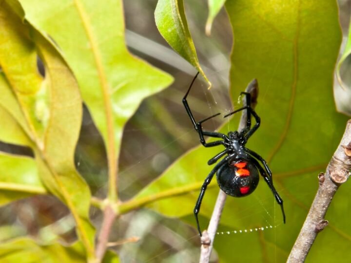 Black widow spider dangling from a bush