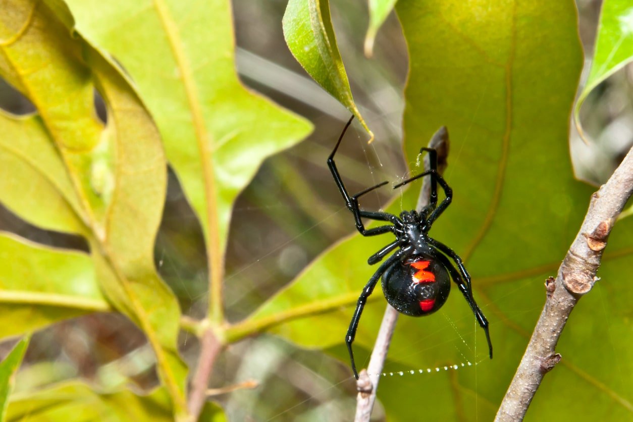 Black widow spider dangling from a bush