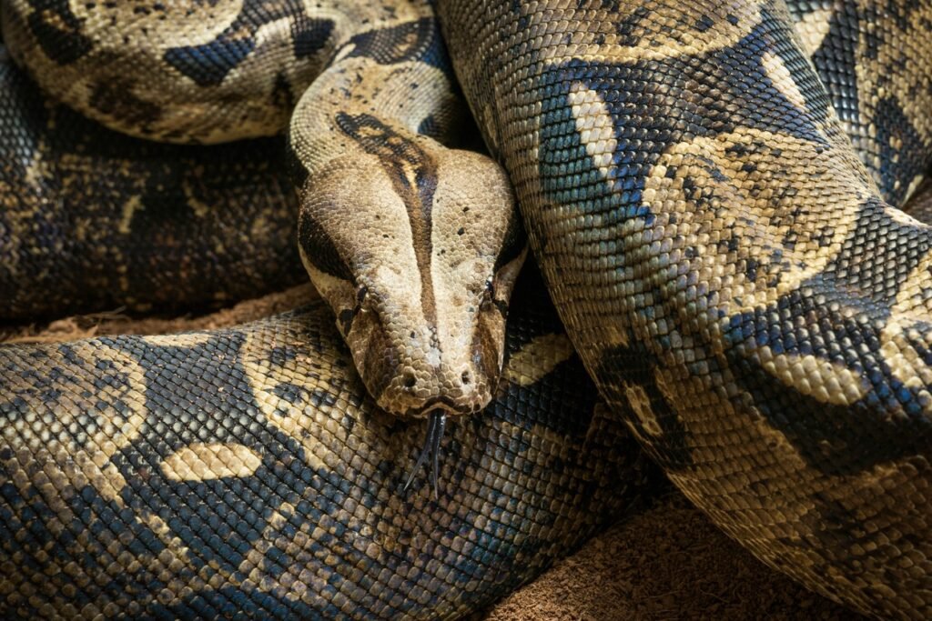 Close up of Boa constrictor imperator. Nominal Colombia - colombian redtail boas, females