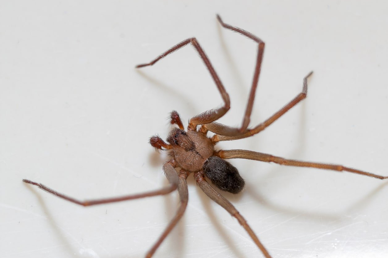Brown Recluse Spider on white background