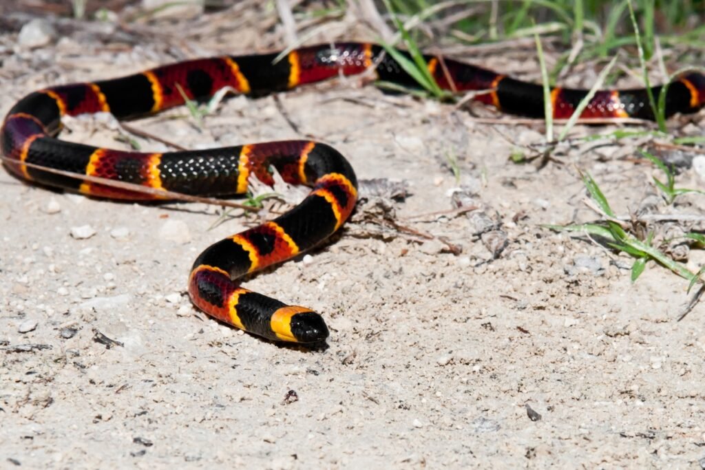 Coral Snake on the ground