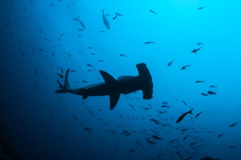 Scalloped Hammerhead Shark circling above camera in water