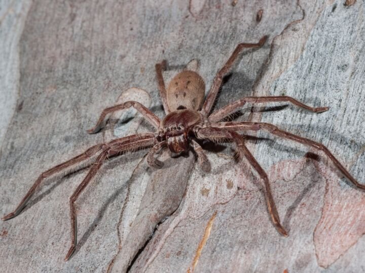 Huntsman spider on wall