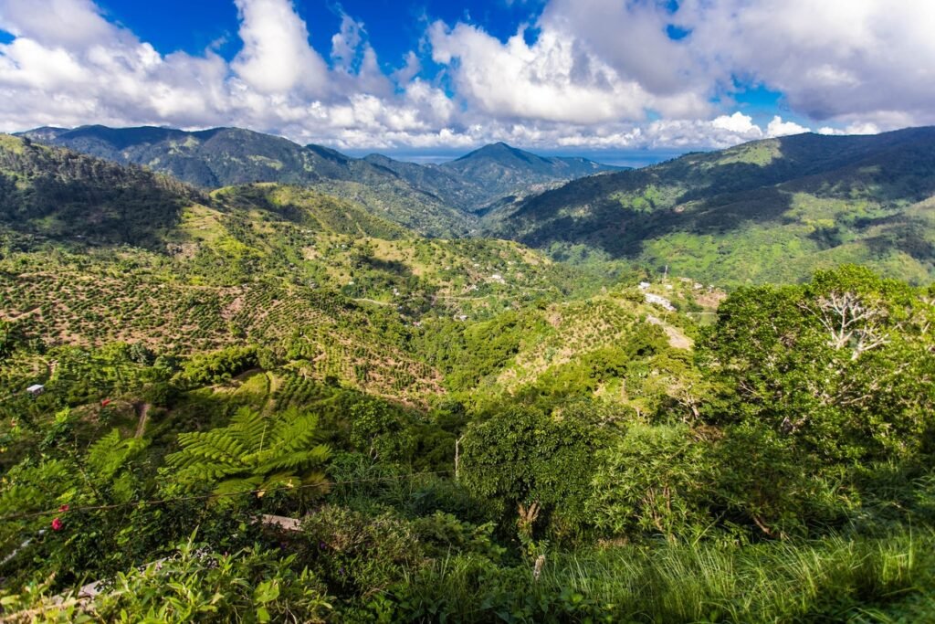 Blue mountains of Jamaica coffee growth place