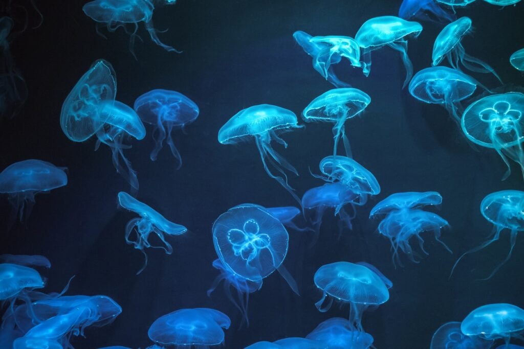 many blue jellyfish swimming in the water