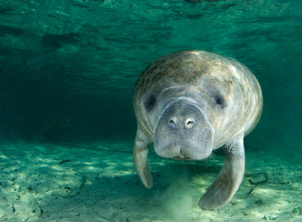 manatee floating in the water