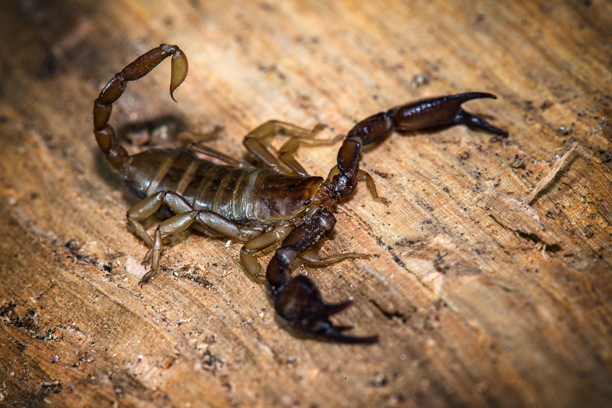 Five Scorpions In Florida To Watch Out For Photos, Where They Hide & More