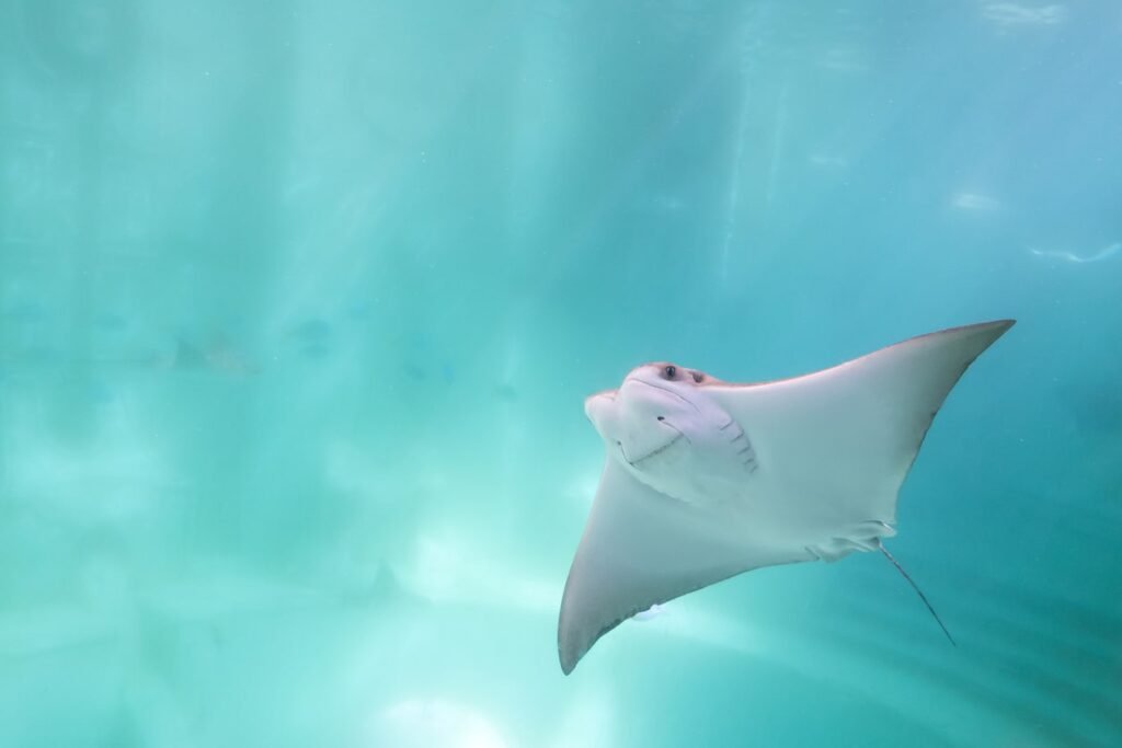 Stingray swimming in water