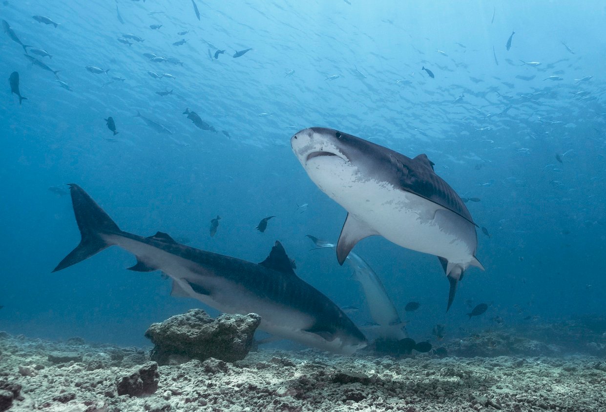 Sharks In Cancun & The Riviera Maya - Wandering our World