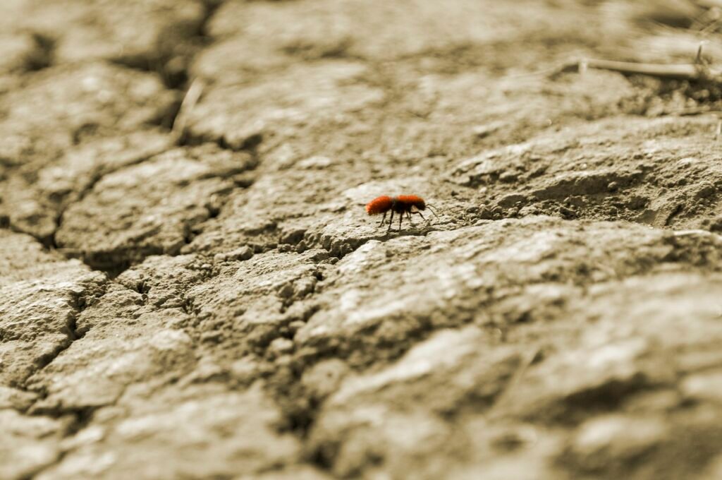 Red Velvet Ant on Dry Dirt Path