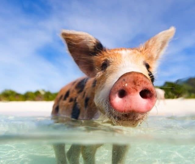 Swimming pigs of Exumas