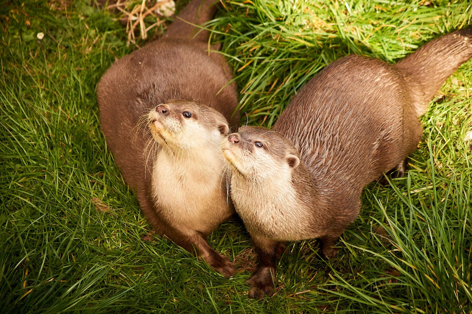 photo of adorable otters