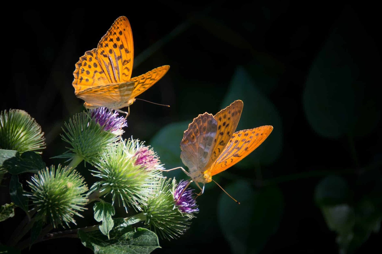 nature orange butterfly silver bordered fritillary