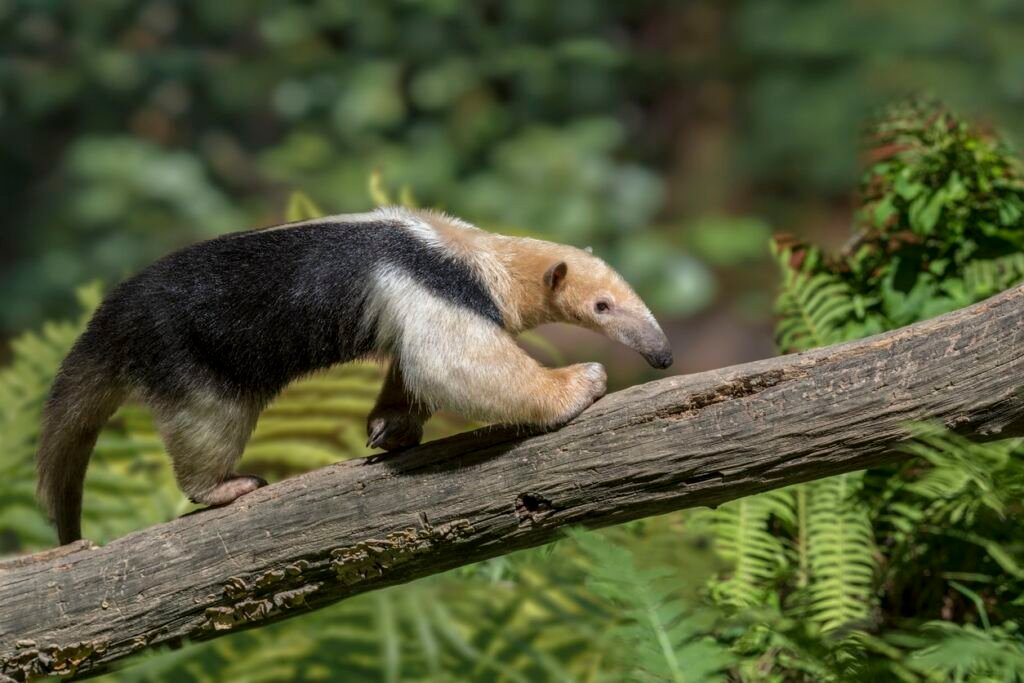 Collared Anteater in forest