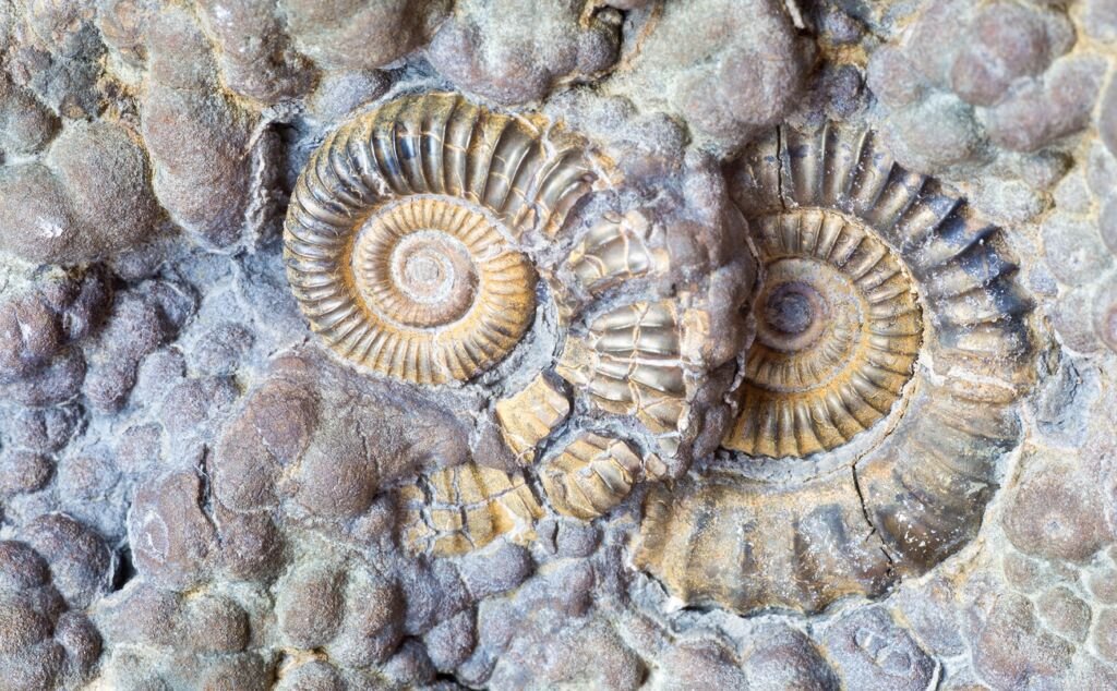 fossils in rock