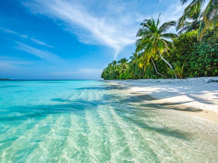 Clear water at a beach in the Maldives with palm trees
