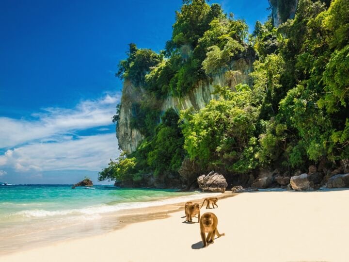 Monkeys waiting for food in Monkey Beach, Thailand