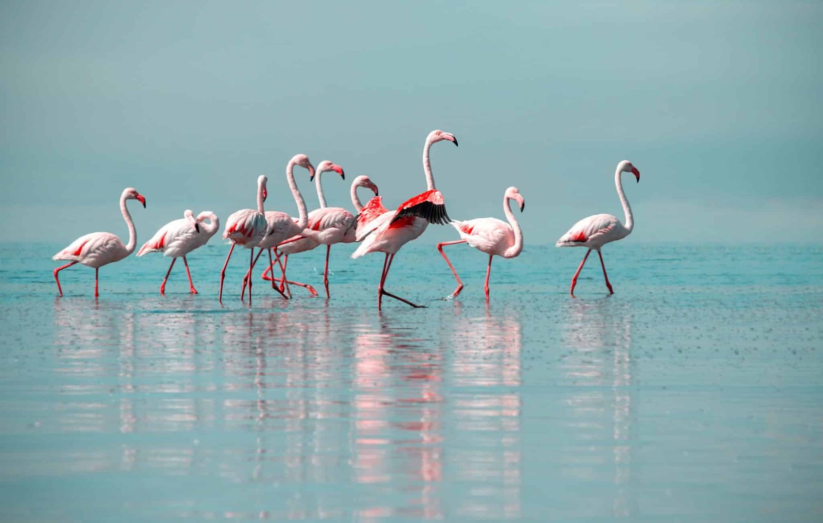 Wild birds. Group birds of pink flamingos walking around the blue lagoon on a sunny day