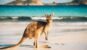 Kangaroo at Lucky Bay in the Cape Range National Park near Esperance, Western Australia