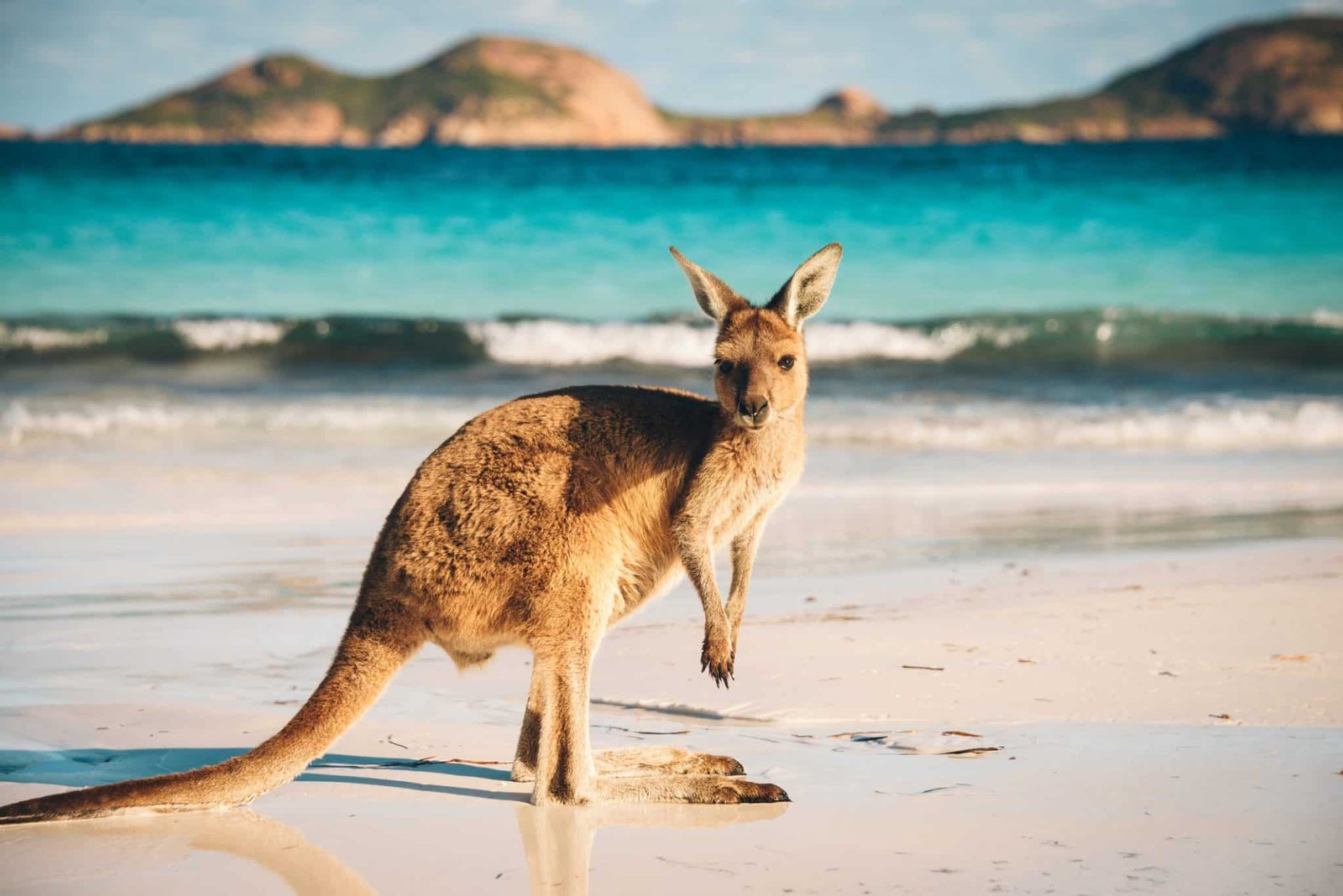 Kangaroo at Lucky Bay in the Cape Range National Park near Esperance, Western Australia