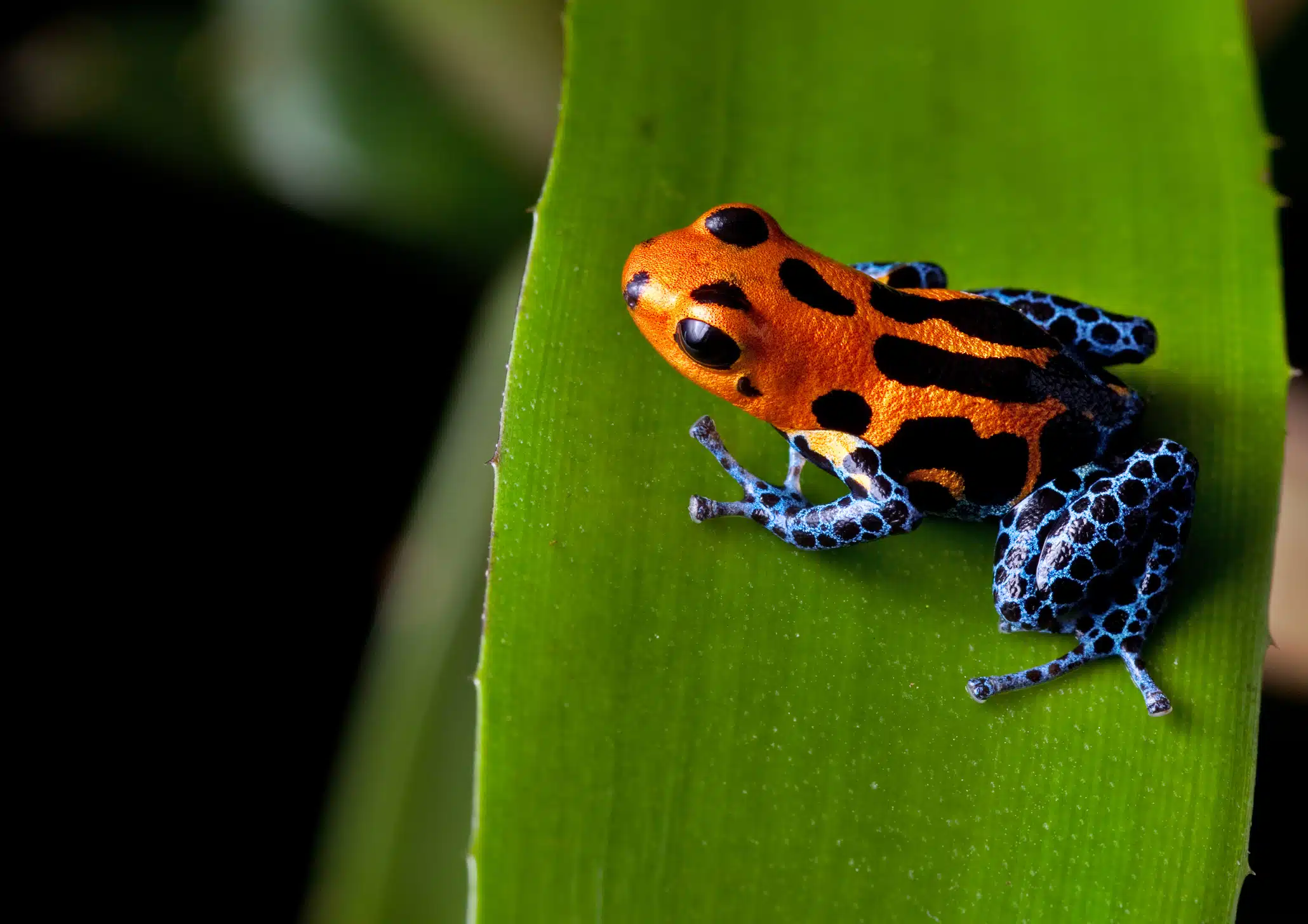 red striped poison dart frog blue legs of amazon rain forest in Peru, poisonous animal of tropical rainforest, pet in terrarium