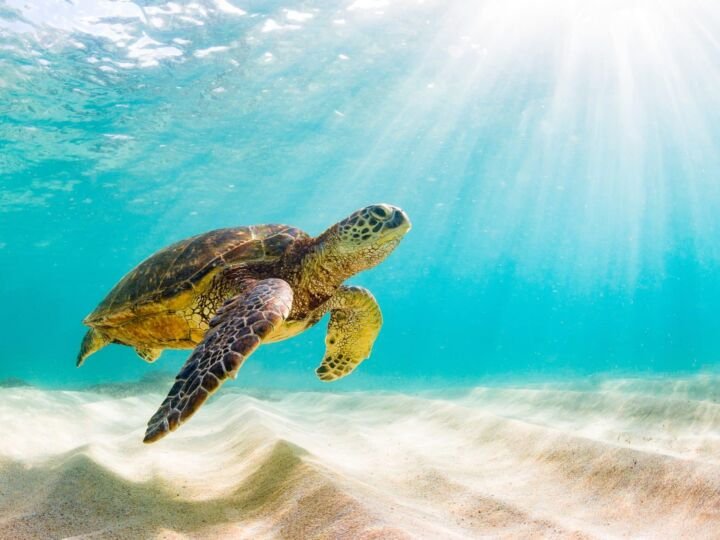 Green Sea Turtle Basking in the warm waters