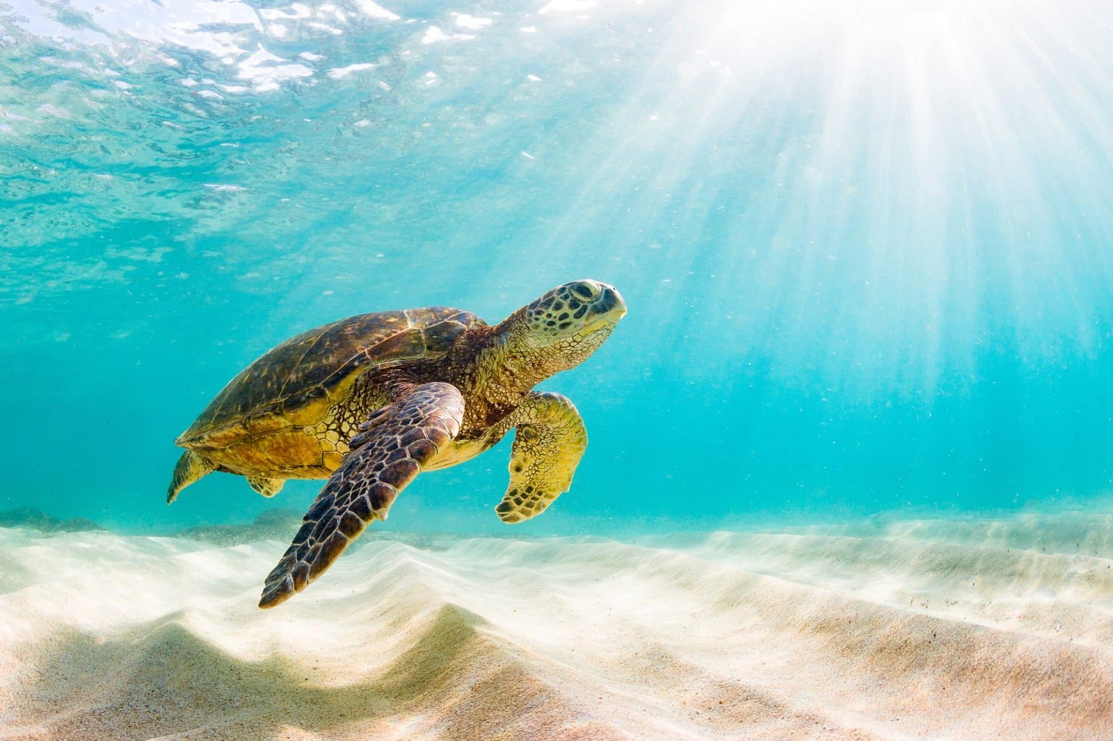 Green Sea Turtle Basking in the warm waters