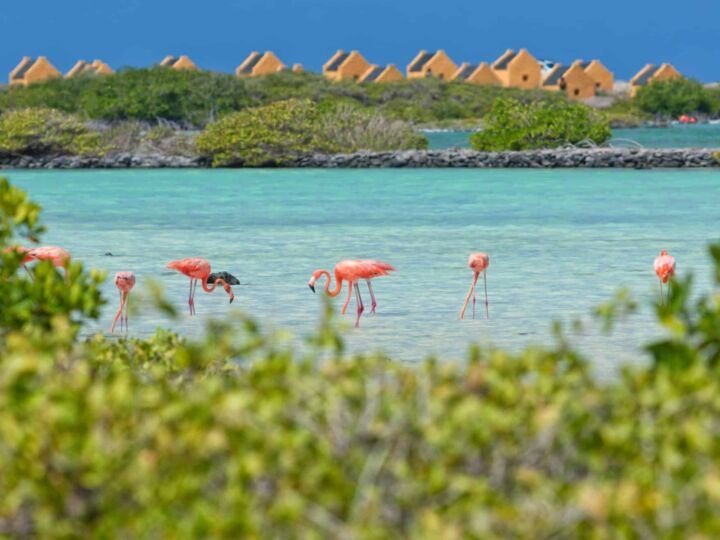 Common to see are the pink flamingo;s on the caibbean island Bonaire. There flying in the evening to Venezuela and returning to Bonaire during the day/morning
