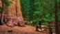 Tourist looks up at the General Sherman Tree in Sequoia National Park, California. This tree is the largest known living single stem tree on Earth.
