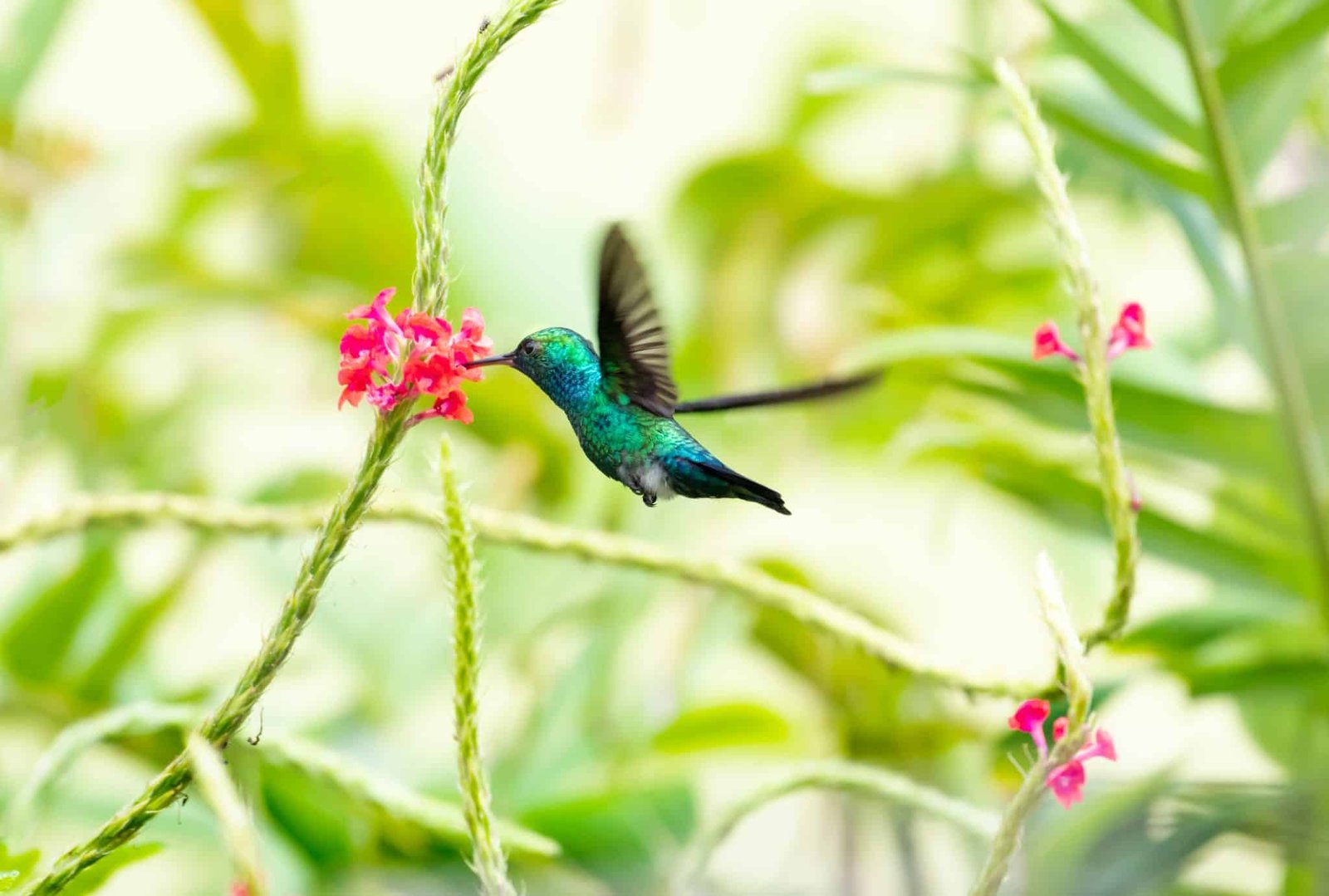Blue-chinned Sapphire hummingbird, Chlorestes notata, feeding on pink Vervain flowers on the island of Trinidad in the Caribbean.