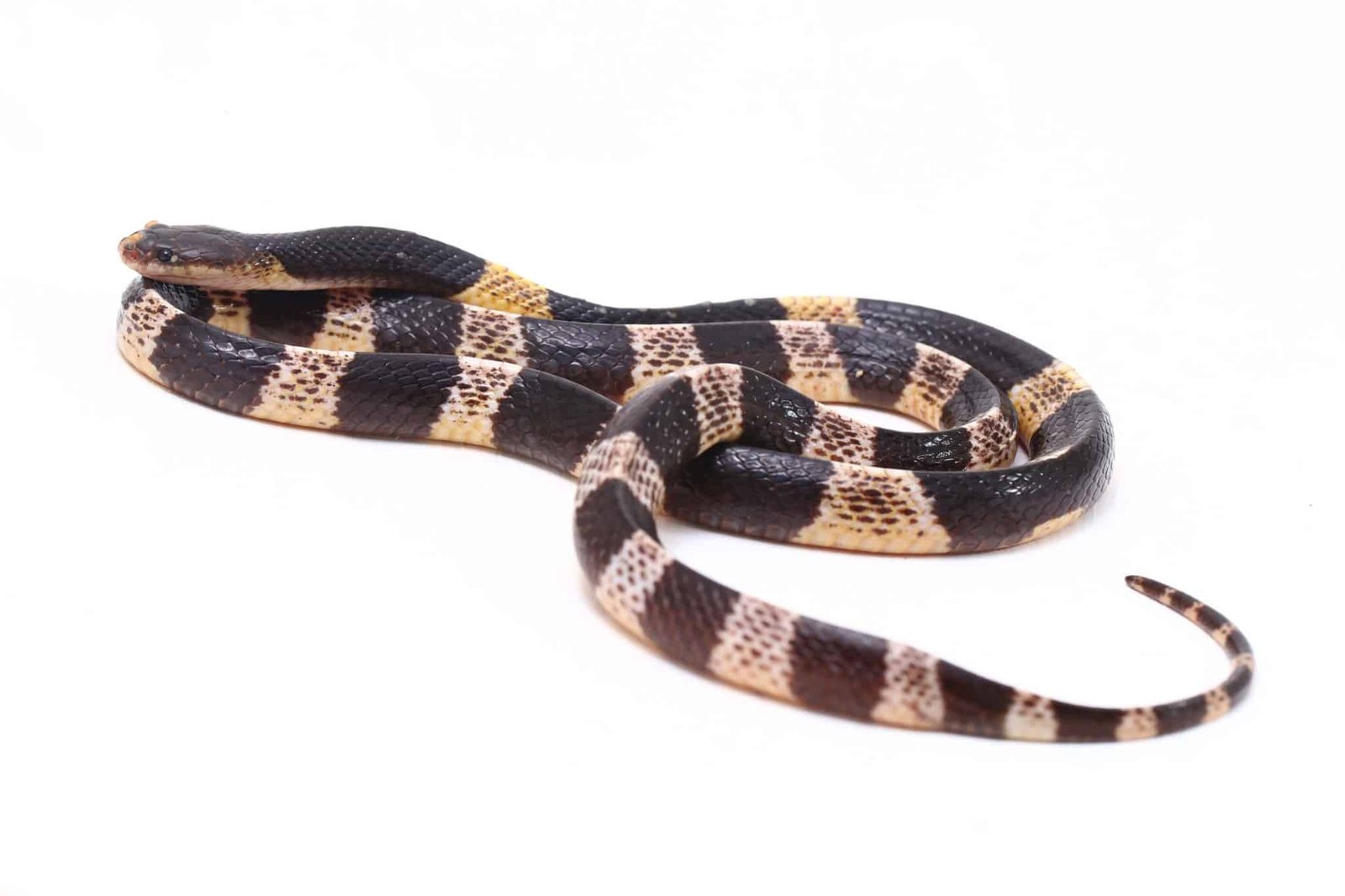 The 15 Most Dangerous Animals In Bali How To Avoid Them