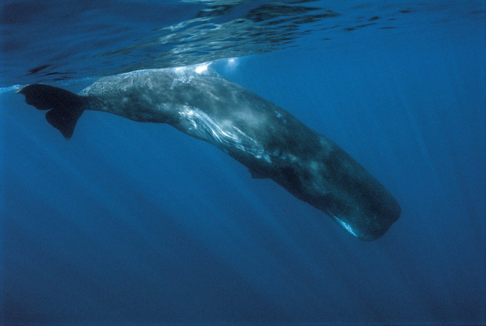 Sperm whale (Physeter macrocephalus)). Close-up of submerged adult. Tenerife, Canary Islands.