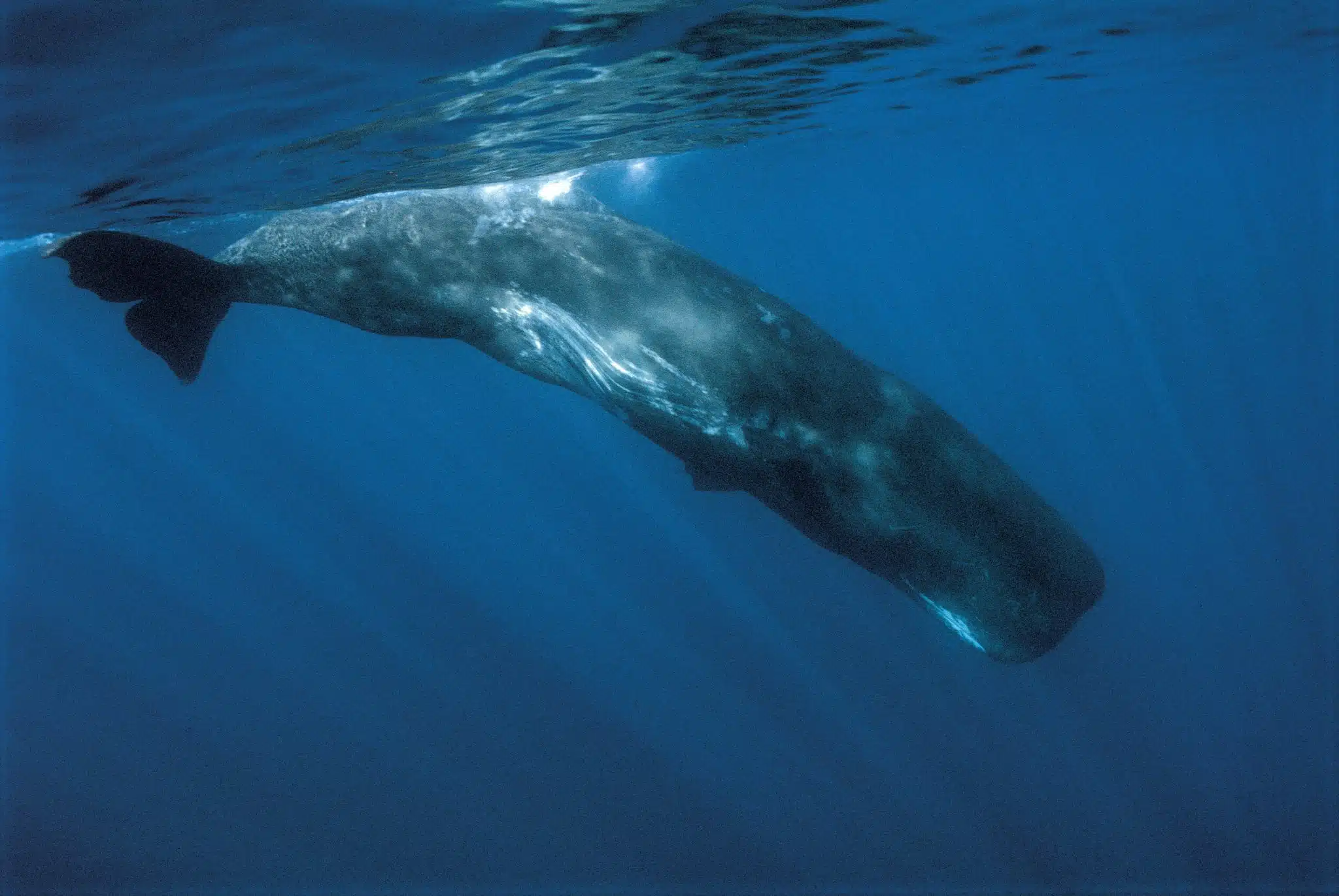 Sperm whale (Physeter macrocephalus)). Close-up of submerged adult. Tenerife, Canary Islands.