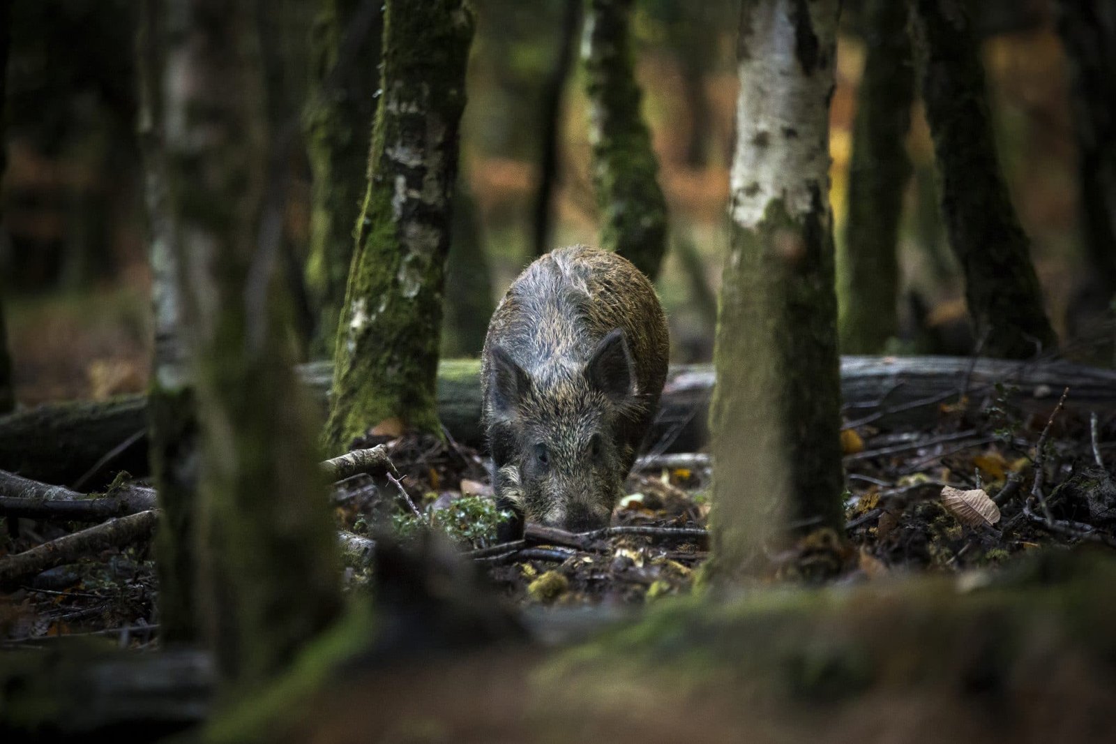 A wild boar deep within a forest in Forest with trees around