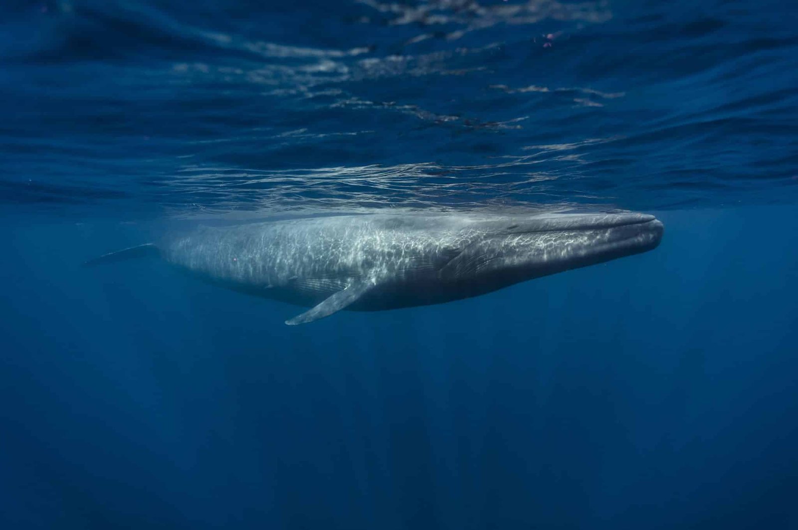 Blue Whale swimming in the ocean