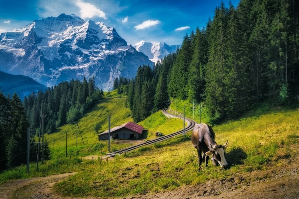cow in the field in Switzerland, pretty snow capped mountain in the background and trees in front of it
