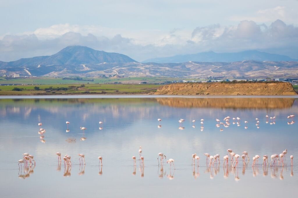 Beautiful Akrotiri salt lake full of pink flamingos birds close to Larnaca. Landscape with fauna taken on Cyprus island.