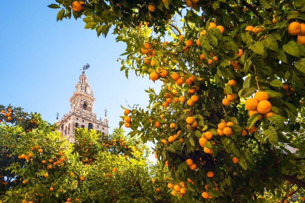 Spain, Andalusia, Seville, the Cathedral bell tower seen from the garden courtyard, Orange tree in the foreground, framing the church