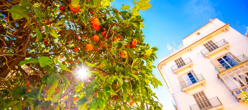 Oranges trees in sunny Valencia old town, Spain. Sun rays going through branches