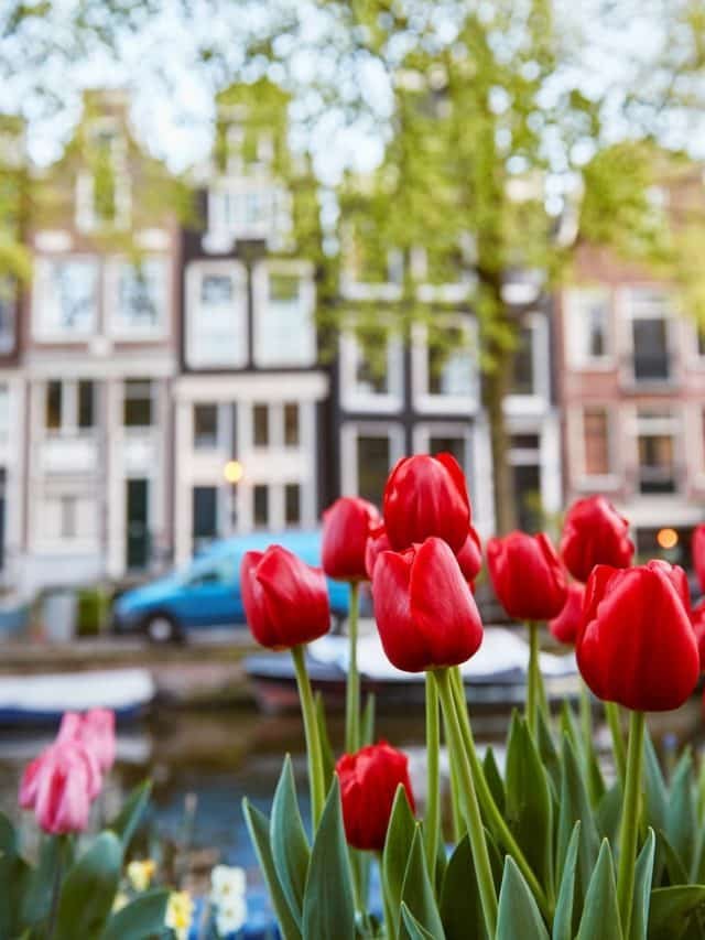 Amsterdam Netherlands typical dancing houses in spring landscape with tulips in the foreground in focus