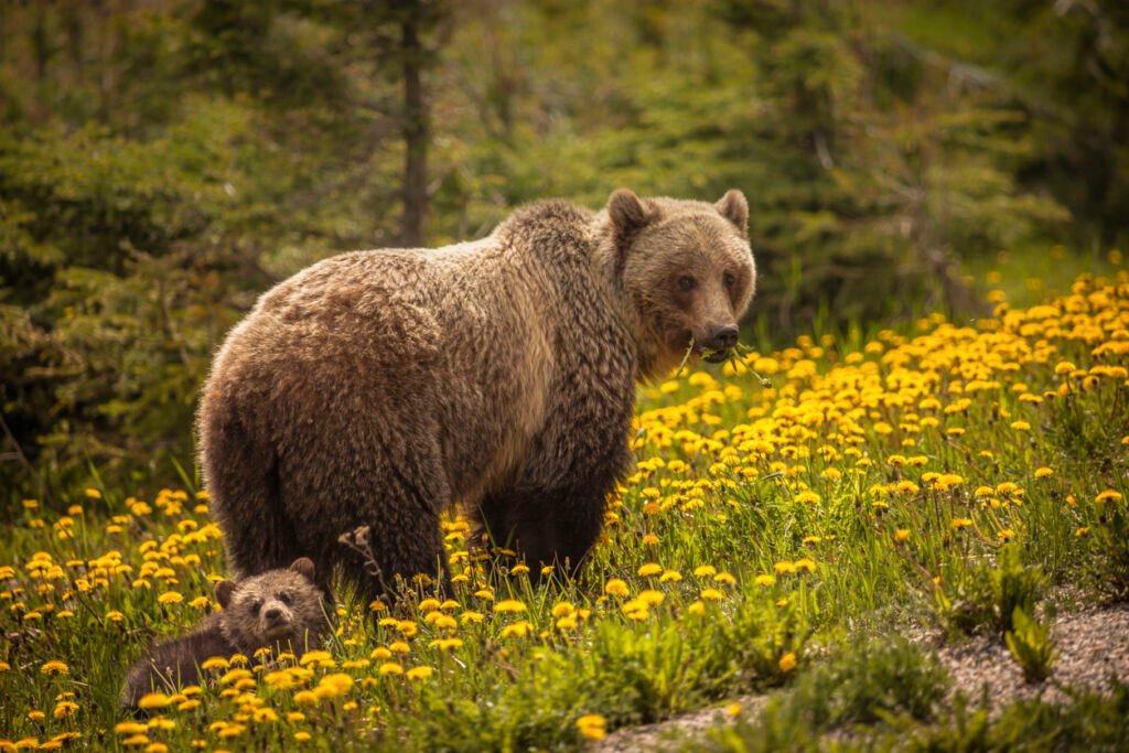In Jasper, Canada, majestic bears roam the lush forests, while elk graze in meadows, and eagles soar above, creating a vibrant tapestry of wildlife in their natural habitat.