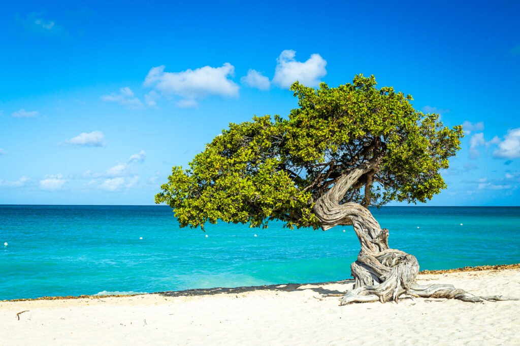 The iconic Divi Trees stand gracefully on the powdery sands of Eagle Beach in Aruba, creating a picturesque scene where the turquoise sea meets the clear skies, epitomizing the island's natural beauty.