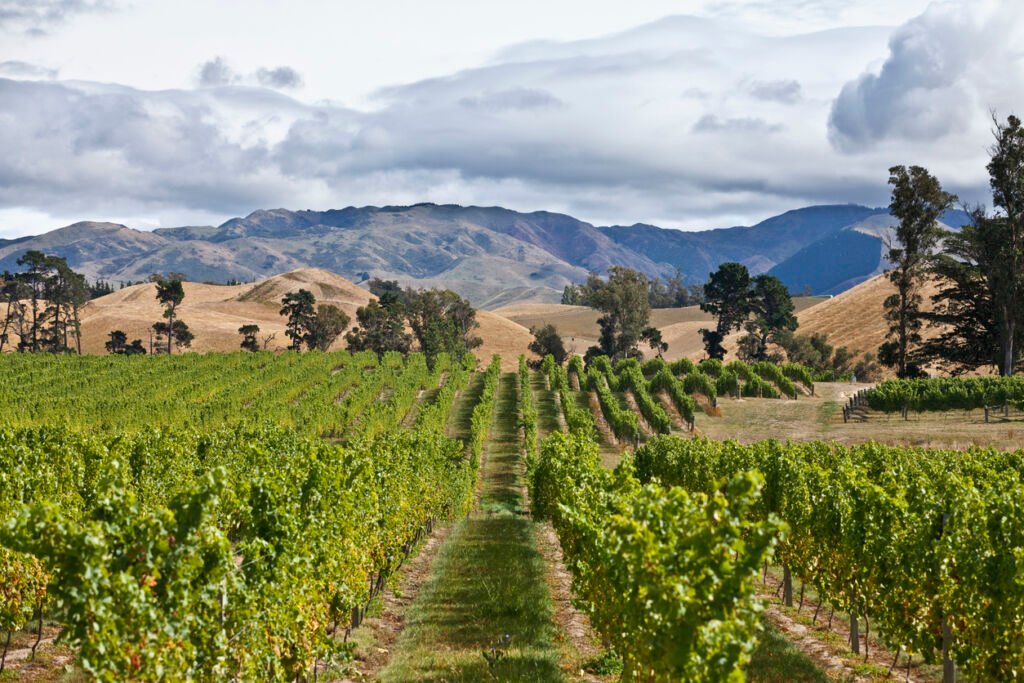 Marlborough, New Zealand, on the South Island, is renowned for its flourishing viticulture. Vast vineyards produce world-class wines, notably the region's acclaimed Sauvignon Blanc, showcasing the excellence of New Zealand's winemaking.