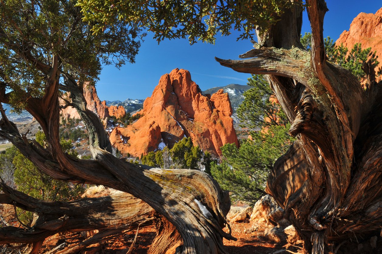 Early morning shot from white rock ridge at the Garden of the Gods in Colorado Springs, Colorado. The shot was carefully framed between two uniquely twisted juniper trees.